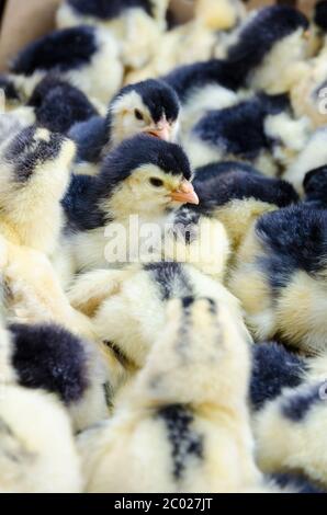 Chicks for sale Stock Photo