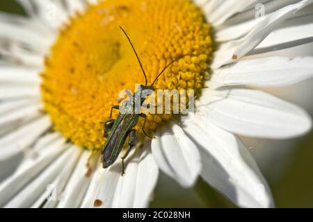 Swollen-thighed or thick-legged flower beetle (Oedemera nobilis) adult male beetle on yellow and white flower of am ox-eye daisy