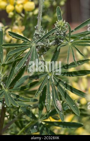 Hoverfly (Syrphidae sp.) larva and lupin aphids (Macrosiphum albifrons) leaf and stem infestation on a tree lupin (Lupinus arboreus) in flower, Stock Photo
