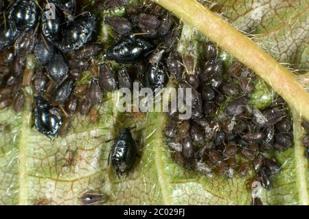 Photomicrograph black cherry aphid or cherry blackfly (Myzus cerasi) infestation on wild cherry leaf, Berkshire, May Stock Photo