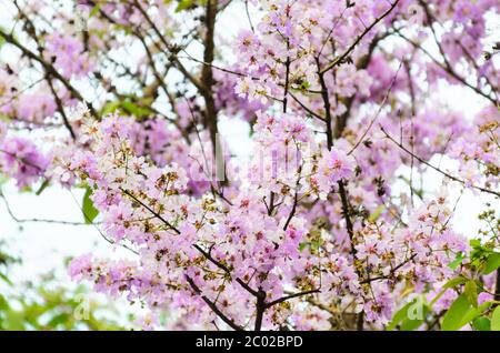 Lagerstroemia loudonii or Salao flower ( Lythraceae ) Stock Photo