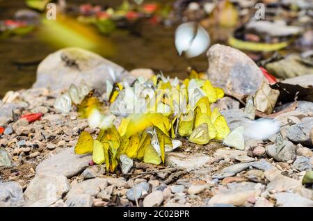 Large group of butterfly feeding on the ground. Stock Photo