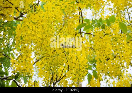 Yellow flowers on tree of Purging Cassia or Ratchaphruek Stock Photo