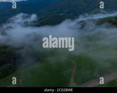 Mystic and foggy drone flight over the canopy primary tropical rainforest. Birds eye view Stock Photo