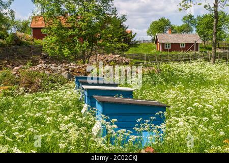Beehives on a blooming meadow in rural landscape Stock Photo