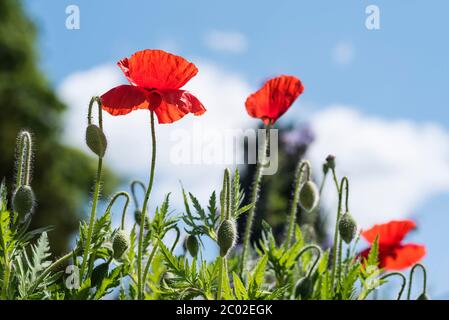 Oriental poppies. Papaver orientale. Orange / red poppies. Poppy is the common name for plants in the Papaveraceae family. Stock Photo