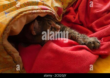 A tabby cat in bed getting out from sheets Stock Photo