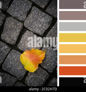 Single fallen leaf, in autumn colours, over dark cobblestone background. In a colour palette with complimentary colour swatches. Stock Photo