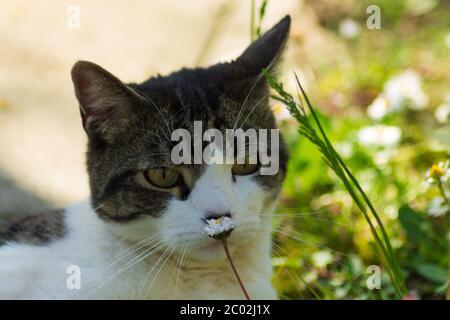 European shorthair cat playing in the garden Stock Photo