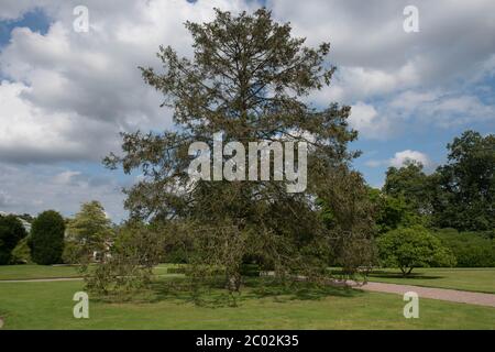 Summer Foliage and Brown Cones of a Likiang Spruce Tree (Picea likiangensis) in a Garden in Rural Cheshire, England, UK Stock Photo