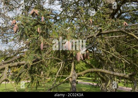 Summer Foliage and Brown Cones of a Likiang Spruce Tree (Picea likiangensis) in a Garden in Rural Cheshire, England, UK Stock Photo