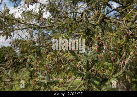 Summer Foliage and Brown Cones of a Likiang Spruce Tree (Picea likiangensis) in a Garden in Rural Cheshire, England, UK Stock Photo