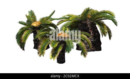 different Sago Palm trees - Sun Palm Trees - isolated on white background Stock Photo