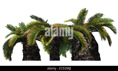 different Sago Palm trees - Sun Palm Trees - isolated on white background Stock Photo