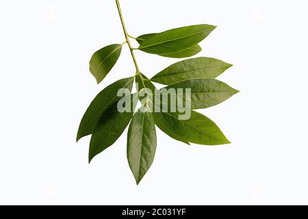 Branch of fresh laurel leaves isolated on white background. Stock Photo