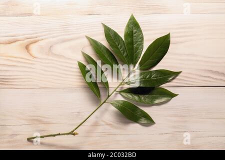 Branch of fresh bay leaves on wood table background Stock Photo