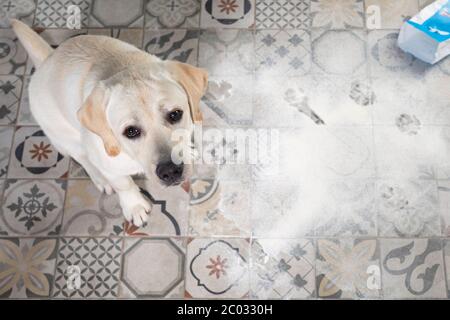 Labrador dog looking with guilty expression, sitting next to inverted packet of flour sprinkled on floor. Stock Photo
