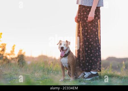 Dog sits by the woman, trained pets at walk concept. Staffordshire terrier and her owner in the nature Stock Photo