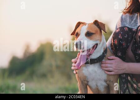 Happy dog with closed eyes in female hands, summer season. Woman hugs her staffordshire terrier dog at walk outdoors Stock Photo