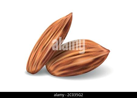 Template with almonds for packaging design, presentation, banner, ad. Realistic almond nuts isolated on white. Vector illustration. Stock Vector
