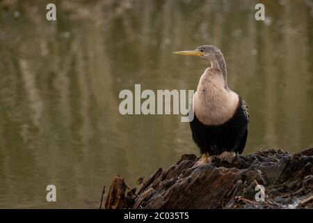 Anhinga sometimes called snakebird, darter, American darter, or water turkey perched on an old wood stump in a marsh on a cloudy overcast winter day Stock Photo