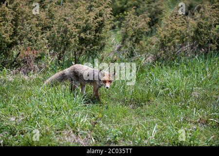 Red fox Vulpes vulpes walking in the grass with mesmerizing look. 8k wide shot Carpathian valley, Bieszczady, Poland. Stock Photo