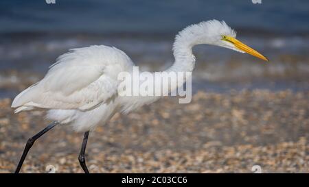 Great Egret feeding along a Northern Florida Beach on the Atlantic, known as  the common egret, large egret, great white egret or great white heron Stock Photo