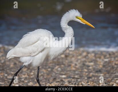 Great Egret feeding along a Northern Florida Beach on the Atlantic, known as  the common egret, large egret, great white egret or great white heron Stock Photo