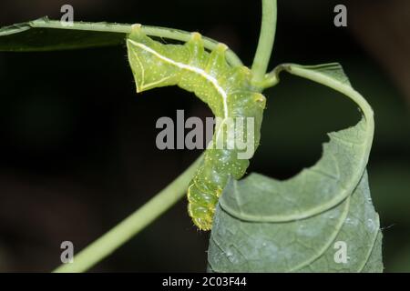 Copper underwing larva (Amphipyra pyramidea )feeding on honeysuckle. Sussex, UK.