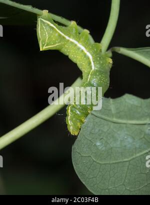 Copper underwing larva (Amphipyra pyramidea )feeding on honeysuckle. Sussex, UK.
