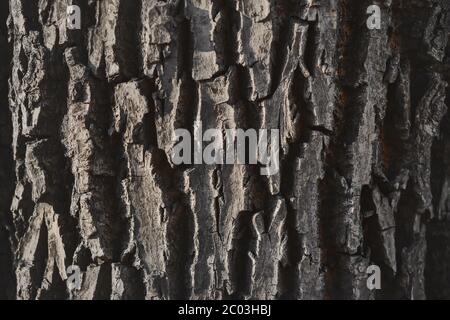 Gray with age, the old rough bark of a large century-old oak, illuminated by light. Stock Photo