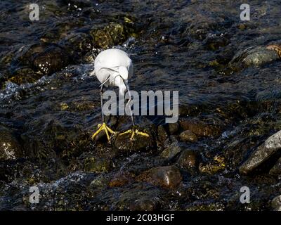 A white little egret, Egretta garzetta, stands in the shallows of the Sakai river near Yokohama, Japan. Stock Photo