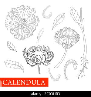 Calendula black and white. Coloring marigolds flower. Botanical illustration. Good for cosmetics, medicine, treating, aromatherapy, nursing, package Stock Vector