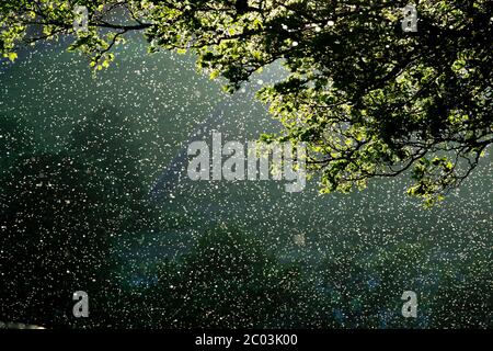 Adult Mayflies dancing, backlit by the sun under trees alongside a river. North Yorkshire, UK. Stock Photo
