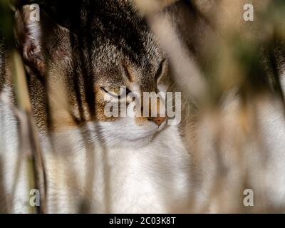 A stray cat sits in a hedge row along a walking path, watching people as they walk by. This cat was found beside a walking and biking road along the S Stock Photo