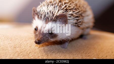 A cute little hedgehog - ( African white- bellied hedgehog ) Stock Photo