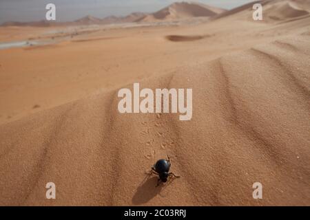 Desert beetle on sand dunes in the Sahara desert, North Africa. Stock Photo