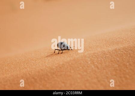 Desert beetle on sand dunes in the Sahara desert, North Africa. Stock Photo