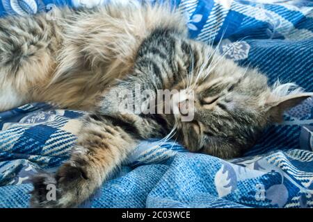 European shorthair cat sleeping Stock Photo