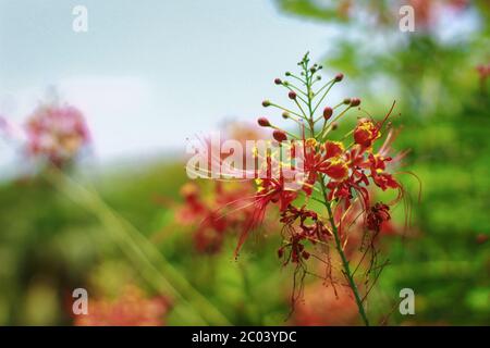 a species of flowering plant in the bean family, subfamily native to Madagascar It is ornamental tree and in English it is given the name royal poinci Stock Photo