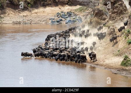 Wildebeests on the banks of the Mara River during the annual great migration. Pressure from behind causes the animal to enter the river, which will tr Stock Photo