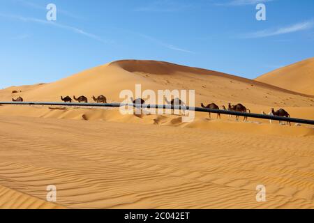 Camels walking on a track built by a oil exploration company beside an oil export pipeline the Sahara desert, North Africa.