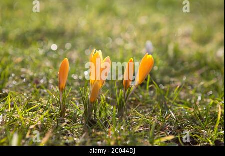 yellow crocus flowers in sunshine Stock Photo