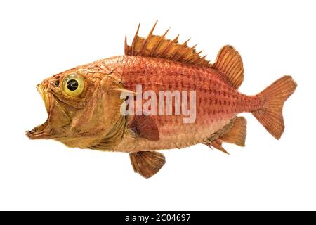 Japanese soldierfish Ostichthys japonicus. Soldier fish specimen isolated on white background. Brocade perch goldfish from the Andaman islands. Funny Stock Photo