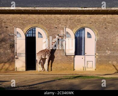 Giraffe at the ZLS London Zoo in Regent Park. Stock Photo