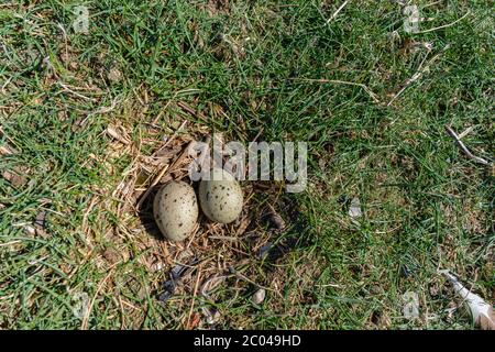 Two eggs in a Sea bird´s nest in the marshes, North Sea island of Neuwerk , federal state of Hamburg, North Germany, Europe, Unesco World Heritage Stock Photo