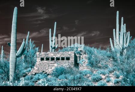 Infrared 560nm Image with Saguaro Cactuses / Cacti and old stone building in the Arizona Desert Saguaro National Park Tucson Area mountains Feb 2020 Stock Photo