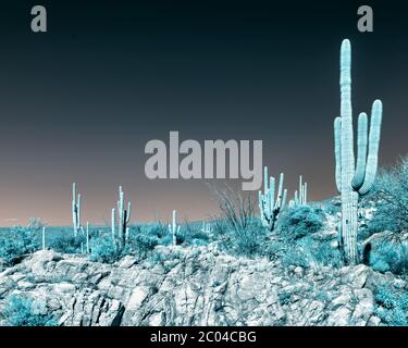 Infrared Image with Saguaro Cactuses / Cacti and mountains in Pinal County of Southern Arizona in the Desert vegetation of the Tucson area in Winter Stock Photo