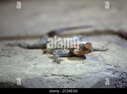 Lizard sitting on a rock Stock Photo