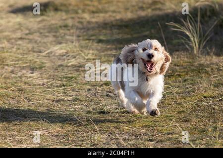 Happy dog face. Cute canine having fun running off the lead. Funny animal meme image. Loyal pet playing and enjoying freedom in the countryside. Stock Photo